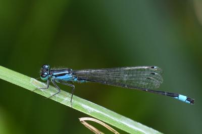 Agrion élégant