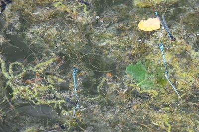 Agrion de Vander Linden