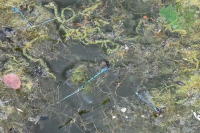 Agrion de Vander Linden