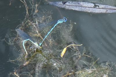 Agrion de Vander Linden