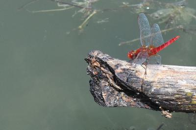 Crocothémis écarlate 