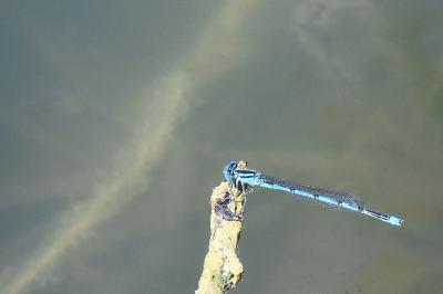 Agrion de Vander Linden