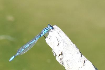 Agrion porte-coupe