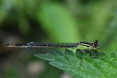 Agrion élégant