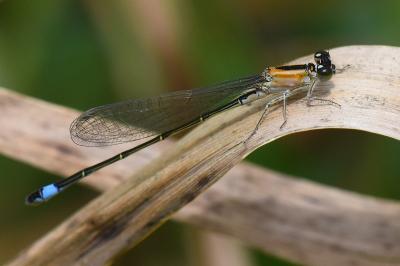 Agrion élégant