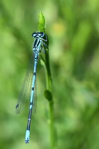 Agrion jouvencelle