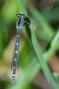 Agrion porte-coupe
