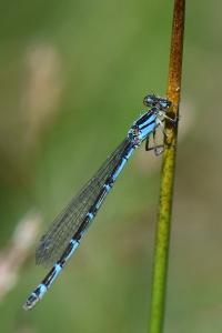Agrion porte-coupe