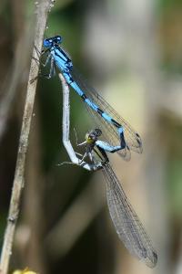 Agrion porte-coupe