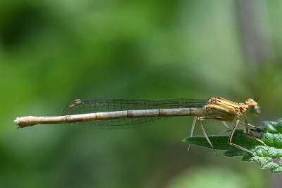 Agrion à larges pattes