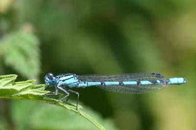 Agrion porte-coupe