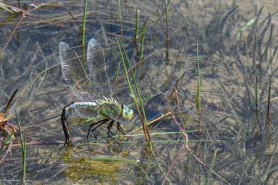 Anax empereur 