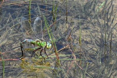 Anax empereur 