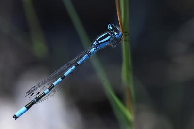 Agrion porte-coupe