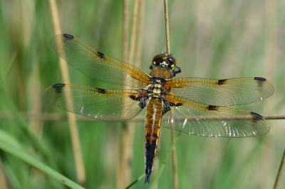 Libellule quadrimaculée 