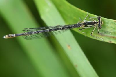 Agrion à larges pattes
