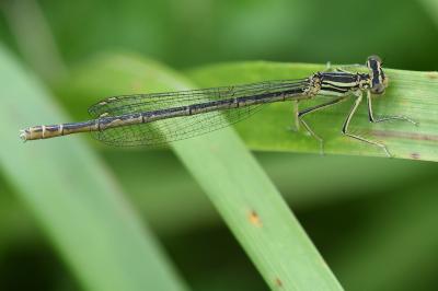 Agrion à larges pattes