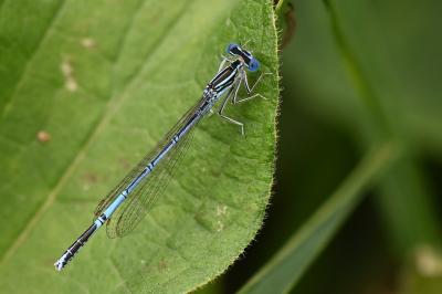 Agrion à larges pattes
