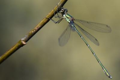 Leste vert