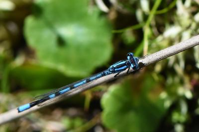 Agrion porte-coupe