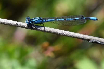 Agrion porte-coupe