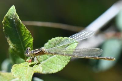 Agrion porte-coupe
