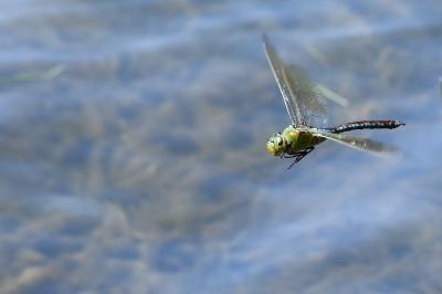 Anax empereur 