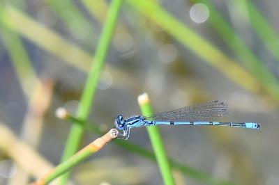 Agrion jouvencelle