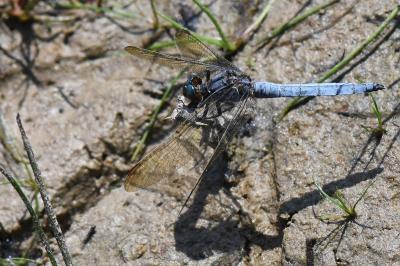 Orthétrum bleuissant 