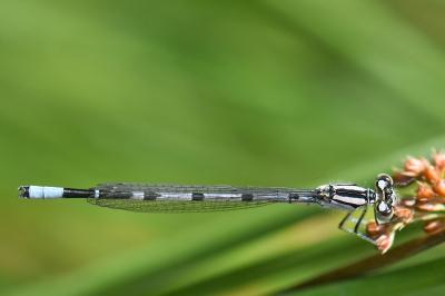 Agrion porte-coupe