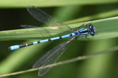 Agrion porte-coupe