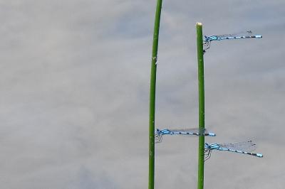 Agrion porte-coupe