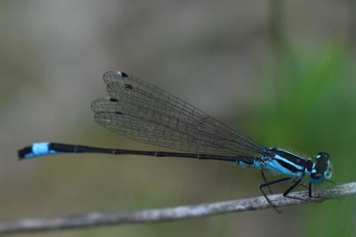 Agrion élégant