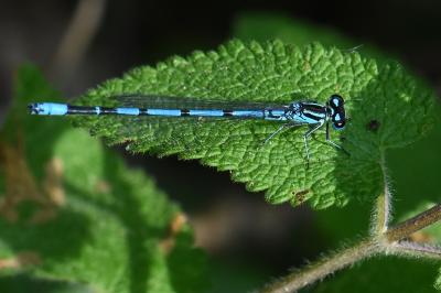 Agrion jouvencelle