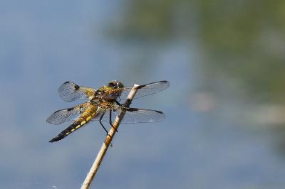 Libellule quadrimaculée 