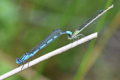 Agrion porte-coupe