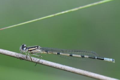 Agrion porte-coupe