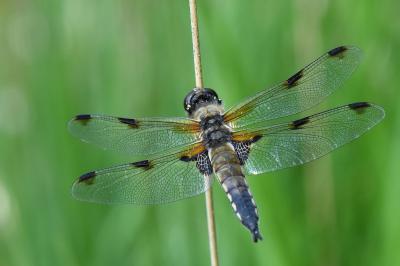 Libellule quadrimaculée 