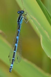 Agrion porte-coupe