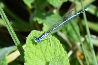Agrion à larges pattes