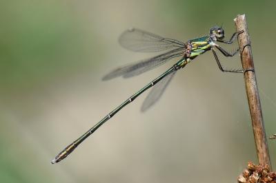 Leste vert