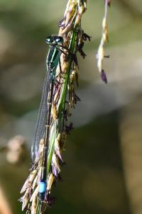 Agrion élégant