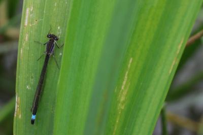 Agrion élégant