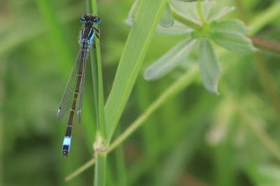 Agrion élégant