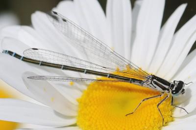 Coenagrion puella