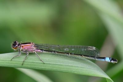 Ischnura elegans