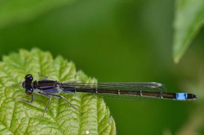 Agrion élégant