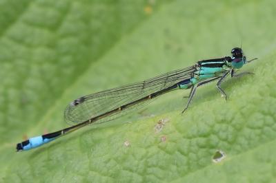 Agrion élégant
