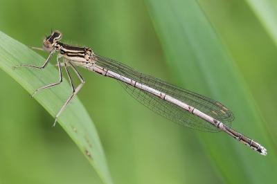 Agrion à larges pattes