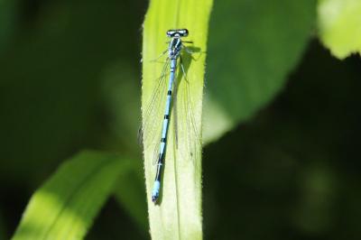 Agrion jouvencelle